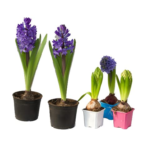 Set de 5 Bulbos de Jacinto Naturales Flores de Colores Hyacinthus Orientalis