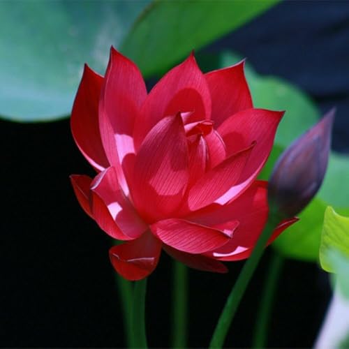 Image of Very Beautiful All Season Drop Blood Red Water Lotus(Pack Of-2) /Water Kamal /Water Lily Plant (TUBER) Original Hybrid Veriety Blloming With In 30 Days For Outdoor & Indoor Live Plant.