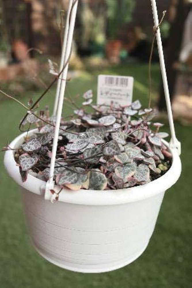 ハートカズラ　6.7.8 ハートカズラ 6.7.8 Heart vine ハートカズラ I インドア