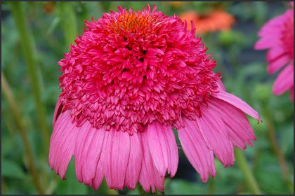 Gum Drop Coneflower 50 Seeds