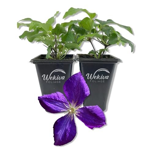 Clematis Jackmanii - 2 Live Starter Plants in 2 Inch Growers Pots - Starter Plants Ready for The...