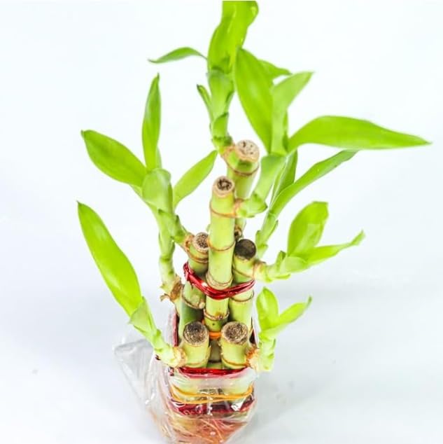 Image of Two layer lucky bamboo | For Living Room or Office table | indoor plants for good luck and air purification (Bamboo 6-9 Sticks)