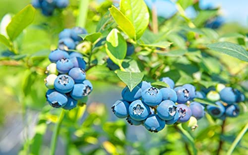 Blueberry Seeds|1000+Blueberry Seeds for Planting|Organic Non-GMO Heirloom Dwarf Blue Berry Seeds| Rabbiteye Blueberry Bush Fruit Seeds|Wild Blueberry Seeds for Planting Outdoors