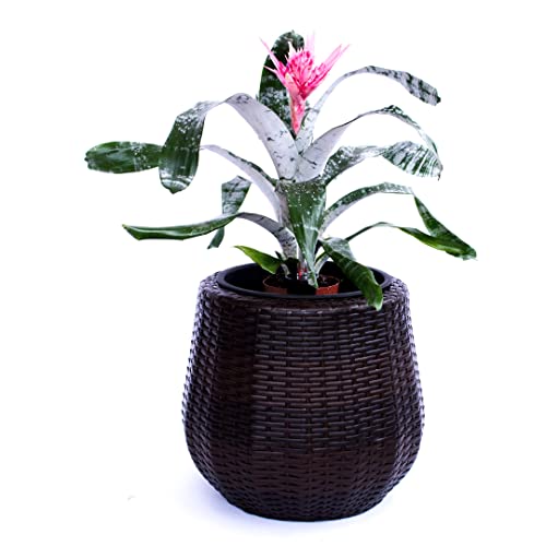 Elegant Einrichten Pflanzkübel Polyrattan D52xH44cm Coffee braun.