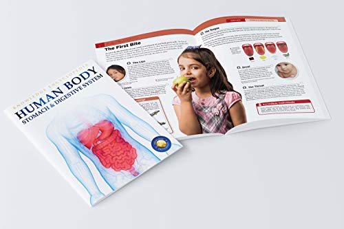 Image of Human Body - Stomach And Digestive System: Knowledge Encyclopedia For Children