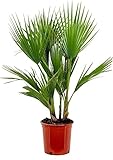  Palmera de Exterior ± 110cm Washingtonia Robusta Planta Natural Buenas Dimensiones