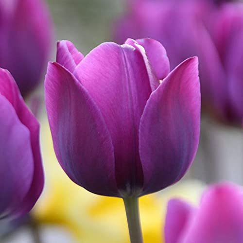 See full amazon price history chart for FernsFly® IMP. Tulip Charming Flower Bulbs Winter Flower Home Pot/Land Gardening Bulbs planting Blooming (Pack of 1 Negrita Tulip) FernsFly® IMP. Tulip Charming Flower Bulbs Winter Flower Home Pot/Land Gardening Bulbs planting Blooming (Pack of 1 Negrita Tulip) (B09D9P57SM) Amazon Price History, Amazon Price Tracker