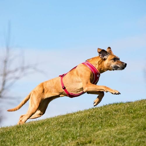 Belka Comfort Harness Brown XS