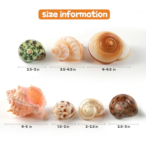 Image of PPCLION 7 PCS Large Medium Small Natural Hermit Crab Shells Turbo Sea Conch Shell for Decor, Size: 2-3.5 inch. Opening 0.5 inch-2 inch