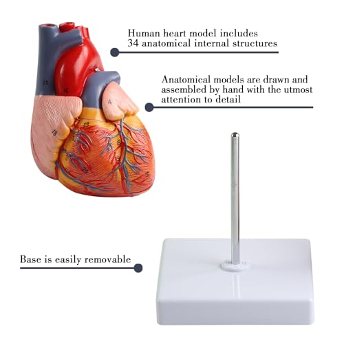 Image of Life Size Anatomical Heart Model 34 Anatomically Structures PVC Material