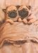 Pug Puppies Funny Dog Valentine's Day Card