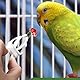 COYUN 6 Stück Vogelkäfig-Futterhalter, Kunststoff-Vogelkäfig Feeder Clip, Papageien-Obst Gemüse-Clips, Vogelkäfig Zubehör für Wellensittiche, Sittiche, Kakadu, Aras, Nymphensittiche