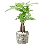 Arcadia Garden Products LV51 Money Tree, Live Indoor Plant in Tropico Leaf Ceramic Planter for Home,...