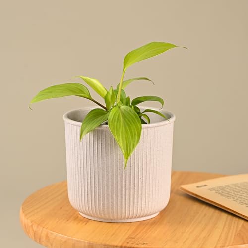 Image of Eha Earth Friendly Statement Pot 4 Inch Pots and Planters Set of 1 | Table Top Planters| Bamboo Based, UV Protected | Planter for Indoor & Balcony Window Flower Pots | Sand Castle