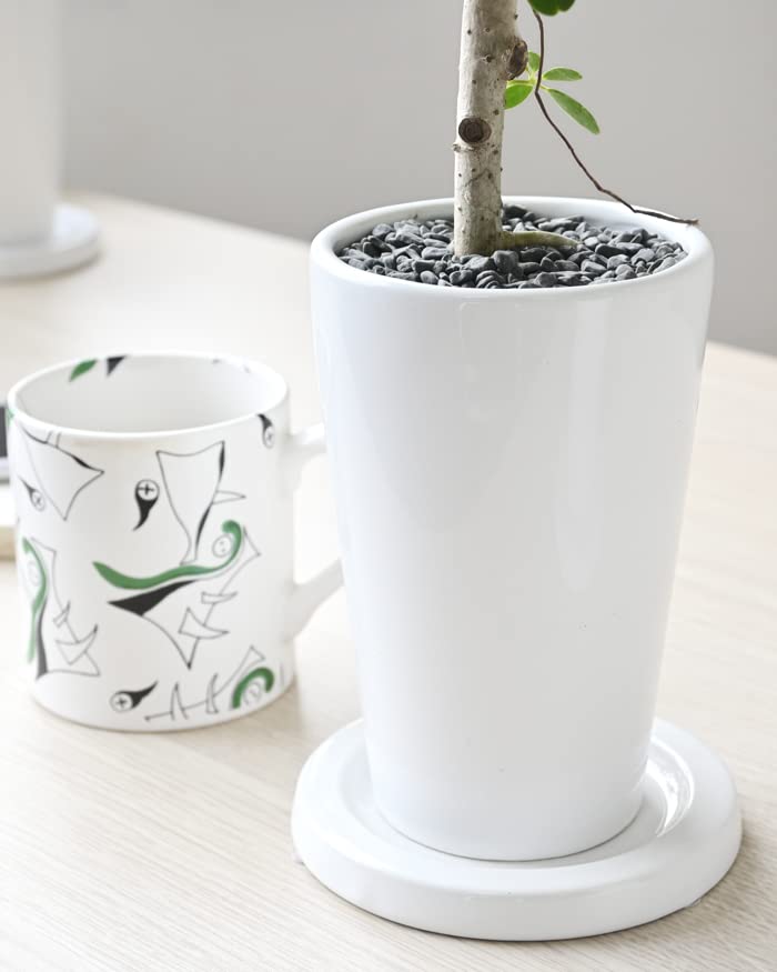 Amazon｜観葉植物 本物 シェフレラ・コンパクター カポック