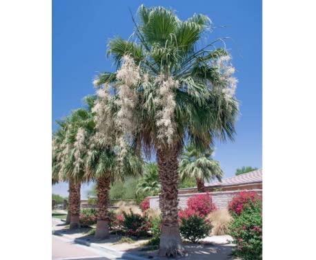 Amazon｜【種子】Washingtonia sp. Filibusta◇ワシントニア