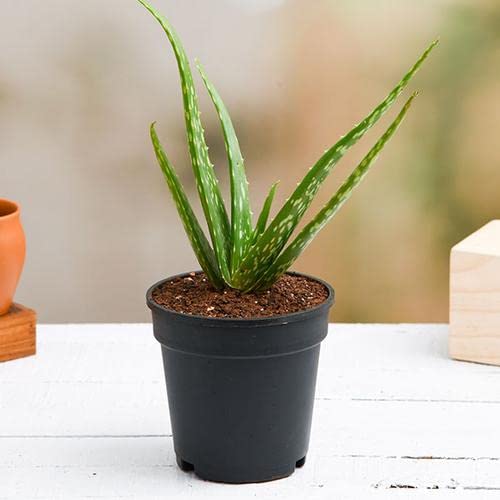 udanta Aloe Vera Plant | Indoor & Outdoor Plants | Good For Health And Nature, Green, (SSEDX197) (B09M72N9PH) Amazon Price History, Amazon Price Tracker