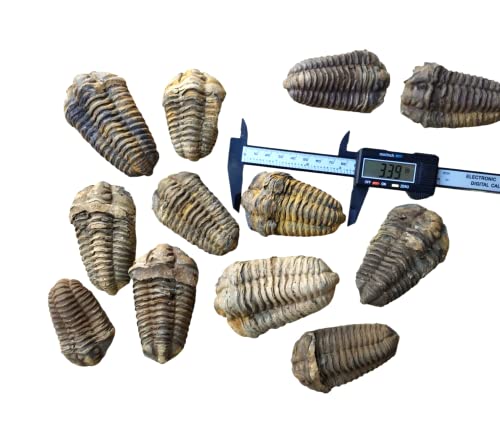 Trilobite 1