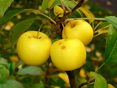 Malus Sylvestris: French Crabapple Seeds #TOP16