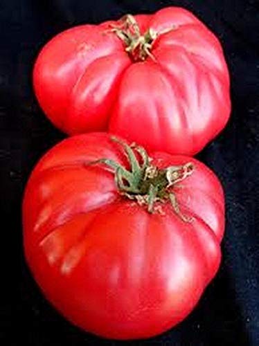 Amazon.com : Moscow Tomato - GREAT OLD FASHIONED Tomato Taste