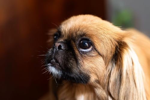 Disse hunderacer har st&oslash;rst risiko for alvorlige vejrtr&aelig;kningsproblemer - det skal du holde &oslash;je med