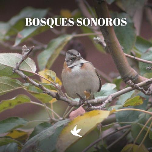 Bosques Sonoros copertina