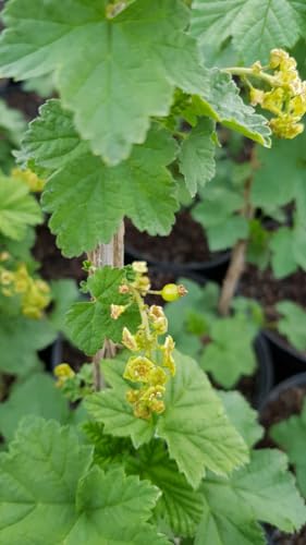 Ribes rubrum 'Monthou sur Cher' / Groseillier à grappes rouges/Conteneur de 2 à 2.9 litres/Petit-fruit