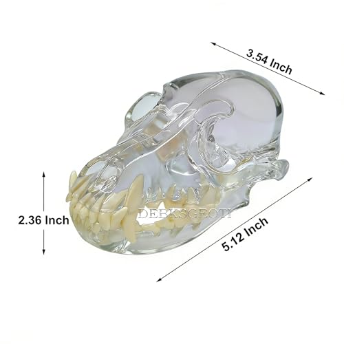 Image of Canine Skull Dog Jaw Dental Model Typodont Oral Clear Teeth Model Pet Clinic Anatomical Tooth for Canine Veterinary Office Education Decoration Demonstrate (Dog Skull Model)
