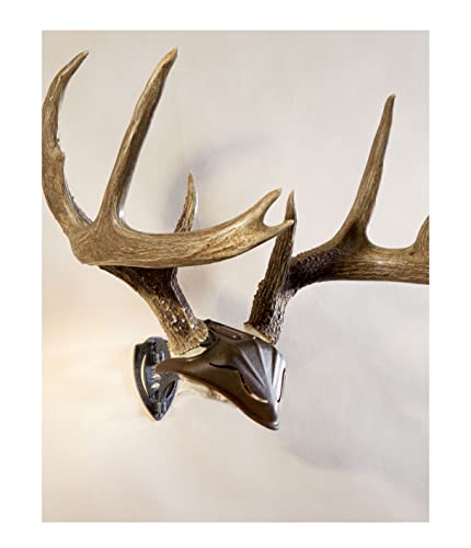 image for Skull Hooker Bone Bracket European Trophy Mount with Skull Cap Include