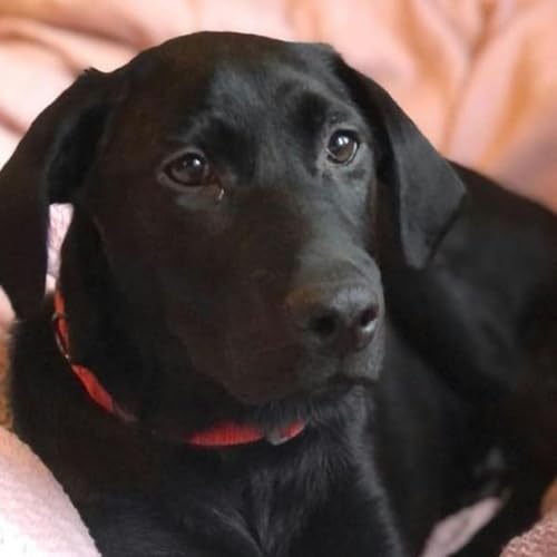 How labrador Shadow helped journalist Abigail Rabbett grieve for her mum