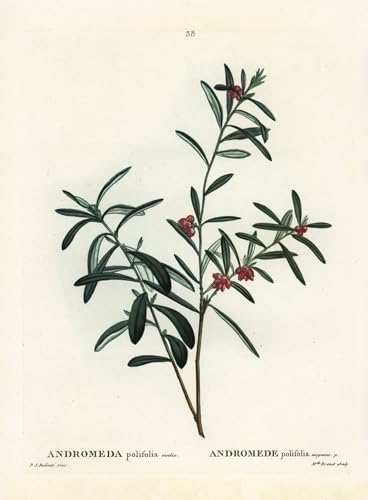 Poster Bog Romarin Andromeda Polifolia Pierre Redouté Décoration Murale Toile