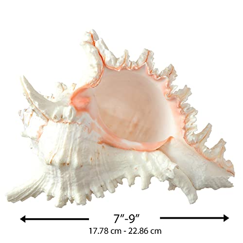 Murex Ramosus Shell - 7-9" Real Murex Sea Shell Large - Large Shell Décor - Seashell Display For Table - Sea Shells Decorating Large - Jumbo Sea Shell - Seashell Big - Sea Shells Real - Home Decor #TOP1