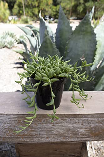 Altman Plants, 3.5” String Of Bananas Succulent Live, Indoor Plant Unique Succulent Plants Live Plants House Plants, Live Succulents Plants Live Plant House Plant, Indoor Plants Live Houseplants Live #TOP6