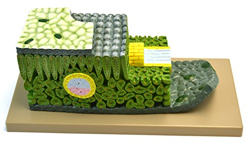 Is the phloem made out of sieve cells