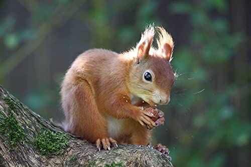 Haselnüsse aus Deutschland - 1.Wahl - Ganze Nüsse für Mensch und Tier! Oder als Nagetierfutter, Tierfutter, Futter für Eichhörnchen, Streifenhörnchen, Nagetiere und Papageien - 1 Kg