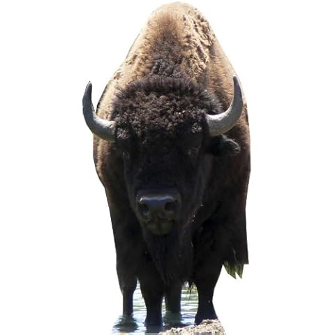 Bison - Wildlife/Animal Lifesize Cardboard Cutout / Standee / Standup Cover