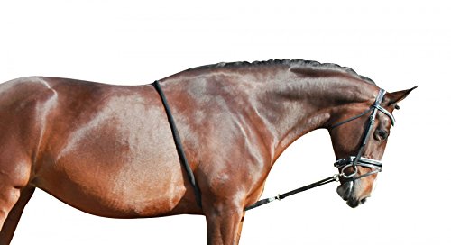 Enrênement pour cheval QHP aide à la longe contre le dos creux et la perte d'équilibre