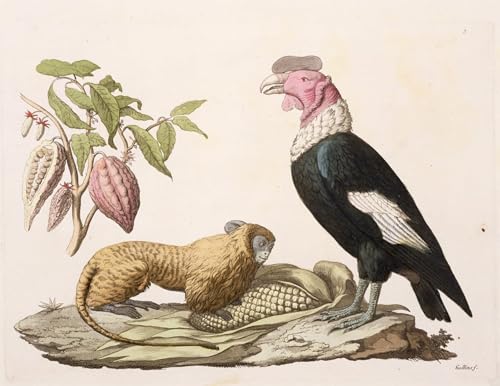 Affiche Arts Condor Humboldt poster grand tableau salon 60x90cm art