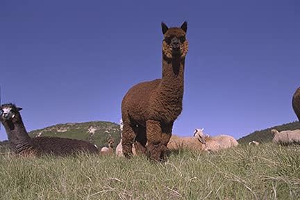 Image of WARRIOR ALPACA SOCKS - Everyday Warrior Collection - All-Purpose Alpaca Socks - Daily Wear for Every Season