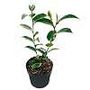 Camellia ‘Volunteer’ | Japanse roos – Buitenplant in kwekerspot ⌀13 cm – ↕15-20 cm