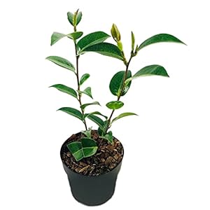 Camellia ‘Volunteer’ | Japanse roos – Buitenplant in kwekerspot ⌀13 cm – ↕15-20 cm