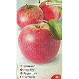 MANZANO ROSA TARDIA | Maceta 25CM | Planta de Exterior | Frutas Jugosas | Fácil Cuidado | Decorativa | Elegancia en tu huerto | Manzana | Cultivo Exclusivo