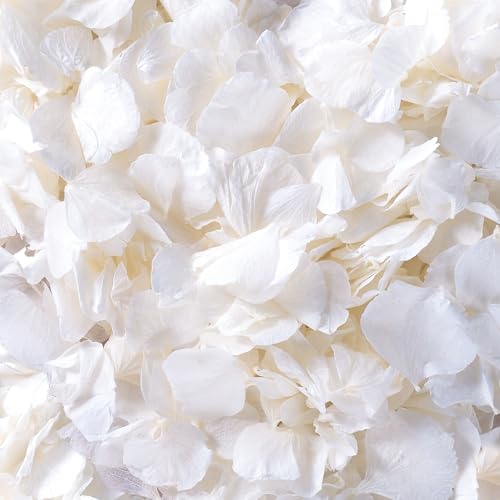 4500Pcs Ivory White Dried Hydrangea Flower Petals...
