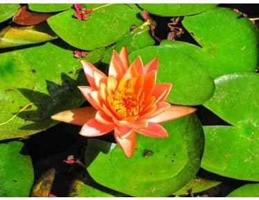 3 Adet Turuncu Lotus Tohumu Nilüfer Tohumu