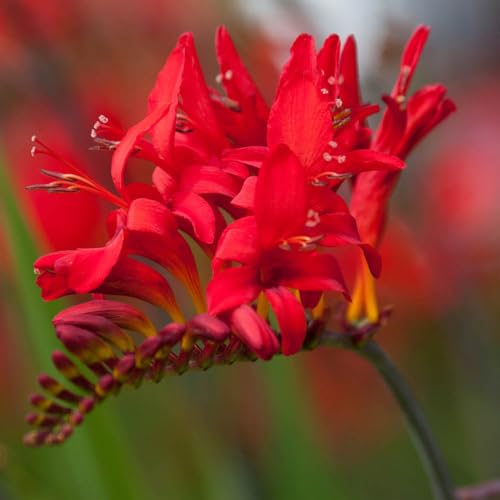 You Garden - 3 x Crocosmia Lucifer in 9cm Pots - Garden Ready Established Red Crocosmia Potted - Plants for Gardens Perfect for Plant Pots Borders or in The Ground - Outdoor Plant
