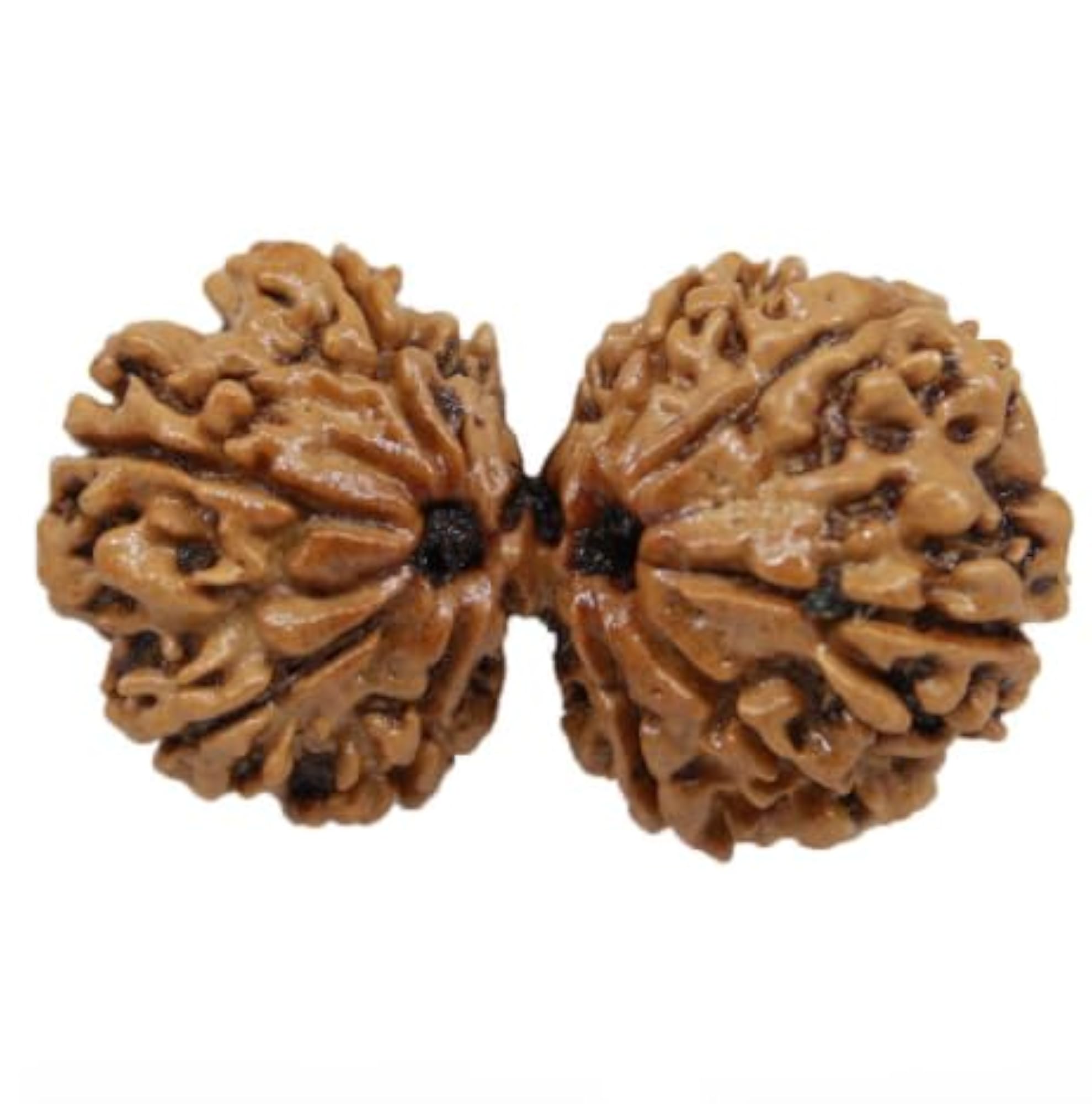 Gauri Shankar Rudraksha Original Certified Bead