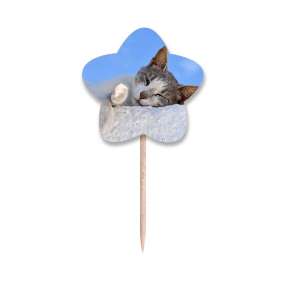 Cure-dents en forme d'étoile pour chat bois naturel et design mignon chaton