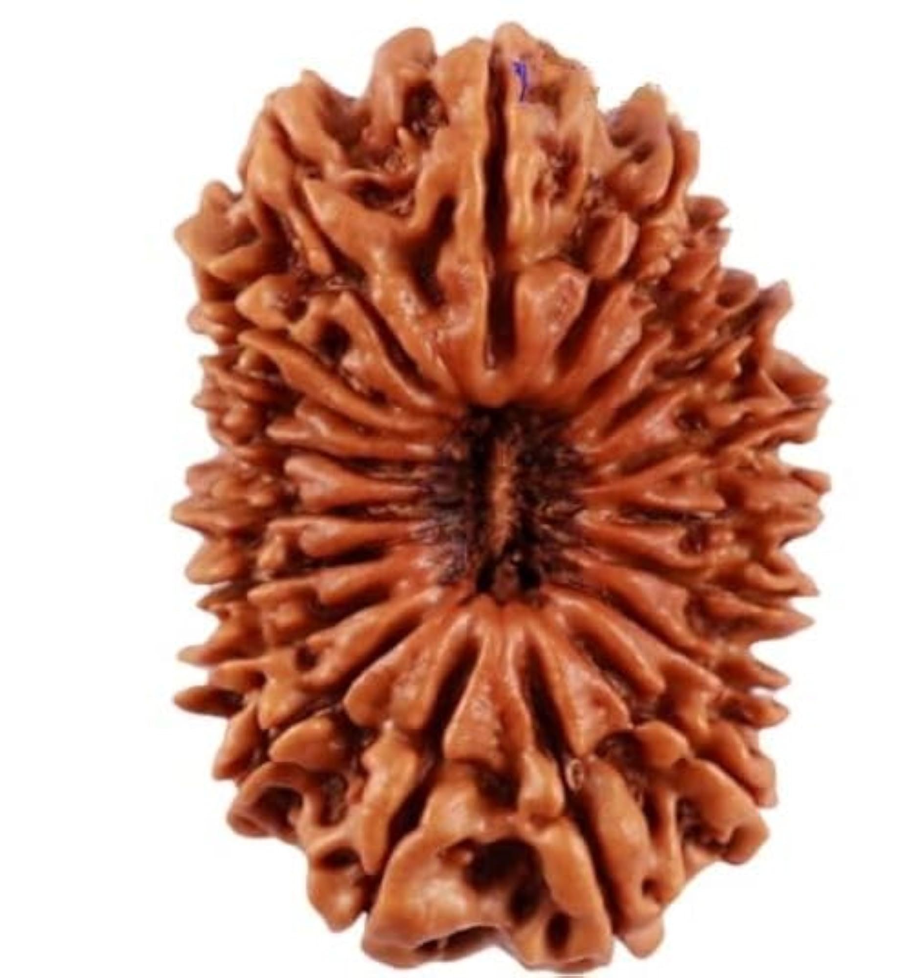 Nineteen Face Rudraksha Bead, Original Certified