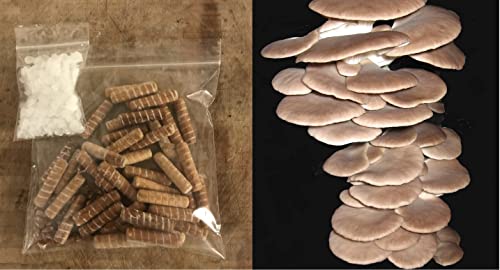 Summer Oyster Mushroom Spawn 30 Dowels Free Wax