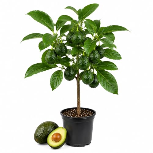 HASS Avocado Tree Live Plant Avocado Fruit Tree for Garden or Container Growing Well Rooted 6-10 Inches Zones 911